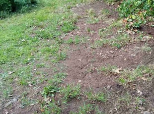 Leaf Removal by Jeremy Ellis for Peter E. in New Haven, CT