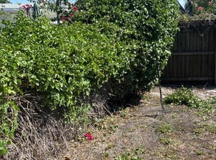 Bush Trimming by Samuel White for JLE C. in Boynton Beach, FL