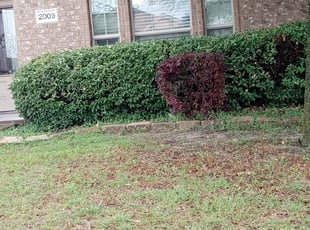 Bush Trimming by Sylvester Davis for Christina S. in Forney, TX
