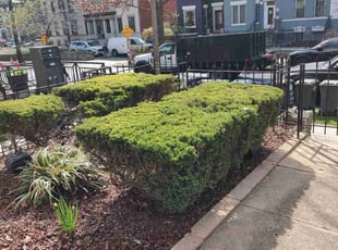 Bush Trimming by Allan Roberts for VALARIE C. in Washington, DC
