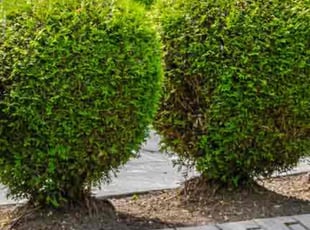 Bush Trimming by Shanya Pettes for Deborah B. in Deptford, NJ