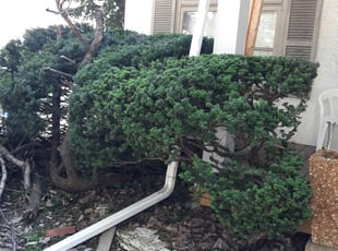Shannon C.'s Bush Trimming service result