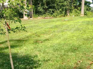 Stephanie I.'s Lawn Care service result