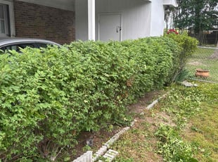 Bush Trimming by Bobby Gillis for Curtis L. in Durham, NC
