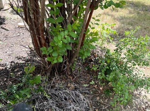 Bush Trimming by Alexander Flores for Glenn M. in Frisco, TX