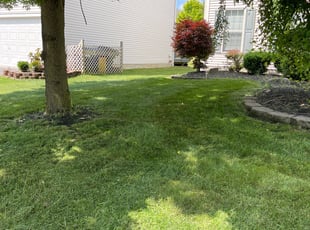 Sridhar G.'s Lawn Mowing service result