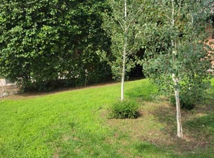 Bush Trimming by Kevin Johnson for Anne v. in Denver, CO