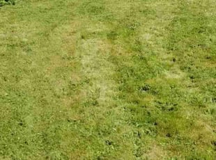 Lee M.'s Lawn Mowing service result