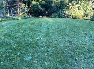 Ashley S.'s Lawn Service service result