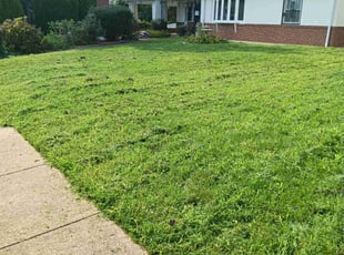 Tabitha N.'s Lawn Care service result