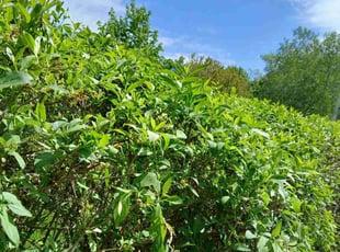 Bush Trimming by Vanessa Harisi for Cassandra W. in Waterbury, CT