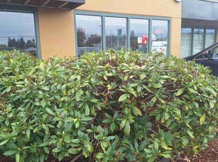 Bush Trimming by Robert Martin for Denh S. in Everett, WA