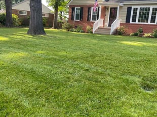Courtney D.'s Lawn Mowing service result