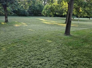 Victor C.'s Lawn Mowing service result