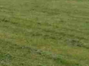 Greg C.'s Lawn Care service result