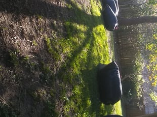 Cleanups by Noe Perez for Jeff L. in Schertz, TX