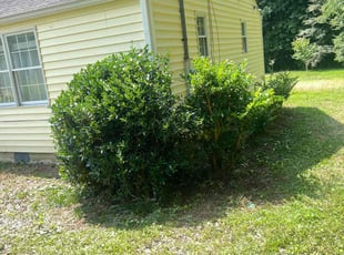 Bush Trimming by Toni Feaster for Valerie R. in Clarkston, GA