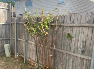 Bush Trimming by Victor Ramirez for Justin N. in Arlington, TX