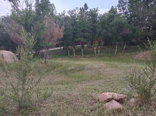 Leaf Removal by John Smith for Nancy C. in Colorado Springs, CO