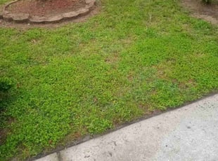Aeration by David Johnson for Dee M. in Baytown, TX