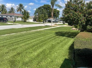 Skyluxe P.'s Yard Cutting service result
