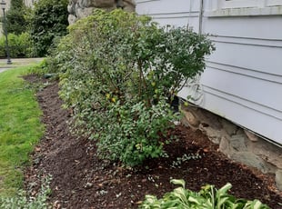 Weeding by Peter Monopoli for Mary G. in Newton, MA