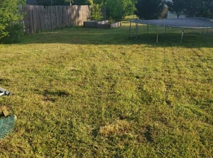 Bush Trimming by Abdoulaye Niang for Ameera B. in Powder Springs, GA