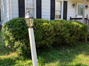 Bush Trimming by Dylan Jones for Rodney S. in Richmond, VA