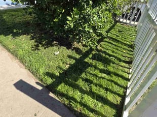 Christopher H.'s Grass Cutting service result