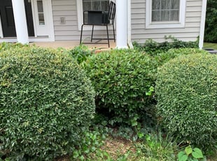Ashley J.'s Bush Trimming service result