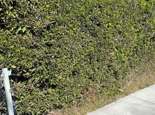 Bush Trimming by Fernando Gomez Rodriguez for Reginald G. in Inglewood, CA