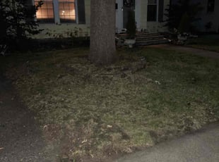 Leaf Removal by Tim Ernst for Megan R. in Minneapolis, MN