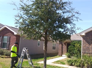 Bush Trimming by Jeremy Scherwitz for Amelia D. in Katy, TX