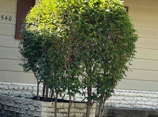 Bush Trimming by Jorge Rafael ChΓ‘vez for Dave S. in San Jose, CA