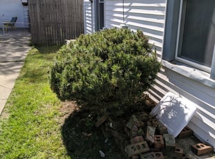 Bush Trimming by Tyler Salter for Eunice B. in Wyoming, MI