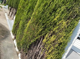 Bush Trimming by Santos Pereira for Amol S. in Los Angeles, CA
