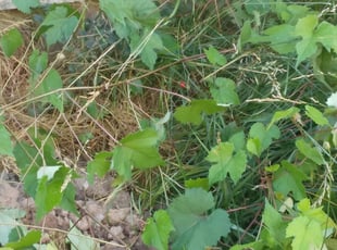 Weeding by Luis Mendez for Ali J. in Newark, DE