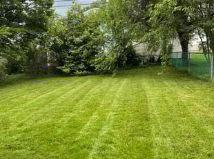 Melina S.'s Grass Cutting service result