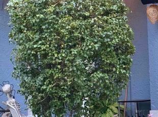 Bush Trimming by Harold Cummings for Michele D. in Palm Bay, FL