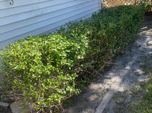 Bush Trimming by Charles Walton for alesia r. in West Palm Beach, FL