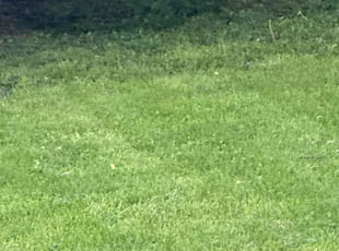 Lana E.'s Lawn Care service result