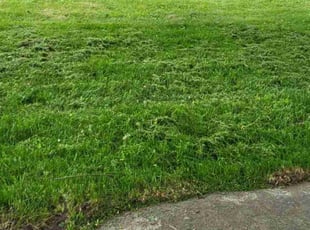 Ron A.'s Lawn Care service result