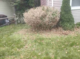 Bush Trimming by Lionel Gray for Paul D. in Hamden, CT