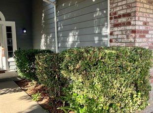 Kellie A.'s Bush Trimming service result