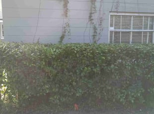 Bush Trimming by Marvel Carmichael for Julia S. in Winter Park, FL