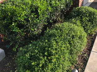 Bush Trimming by Kunle Okubena for David L. in Lanham, MD