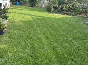 Lisa S.'s Lawn Mowing service result