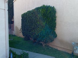 Bush Trimming by Aaron Templeton for Anthony C. in Riverside, CA