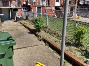 Weeding by Bernard Frampton for Anne P. in Baltimore, MD