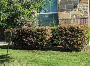 Bush Trimming by Marc Davis for Kimberley P. in San Antonio, TX